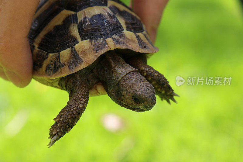 年轻温顺和友好的婴儿宠物俄罗斯哈茨菲尔德饮食/赫尔曼的乌龟被握在户外花园阳光在绿色草坪上的维生素，小乌龟在手指显示大小和规模，头，腿和爪子悬挂